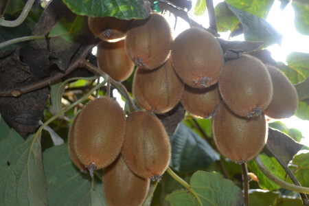baumgereifte Kiwis direkt von der Plantage